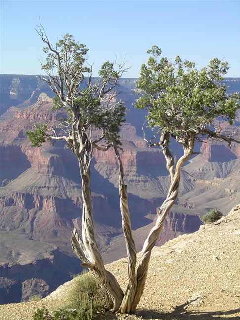 images/F-Mohave Point -Canyon View.jpg